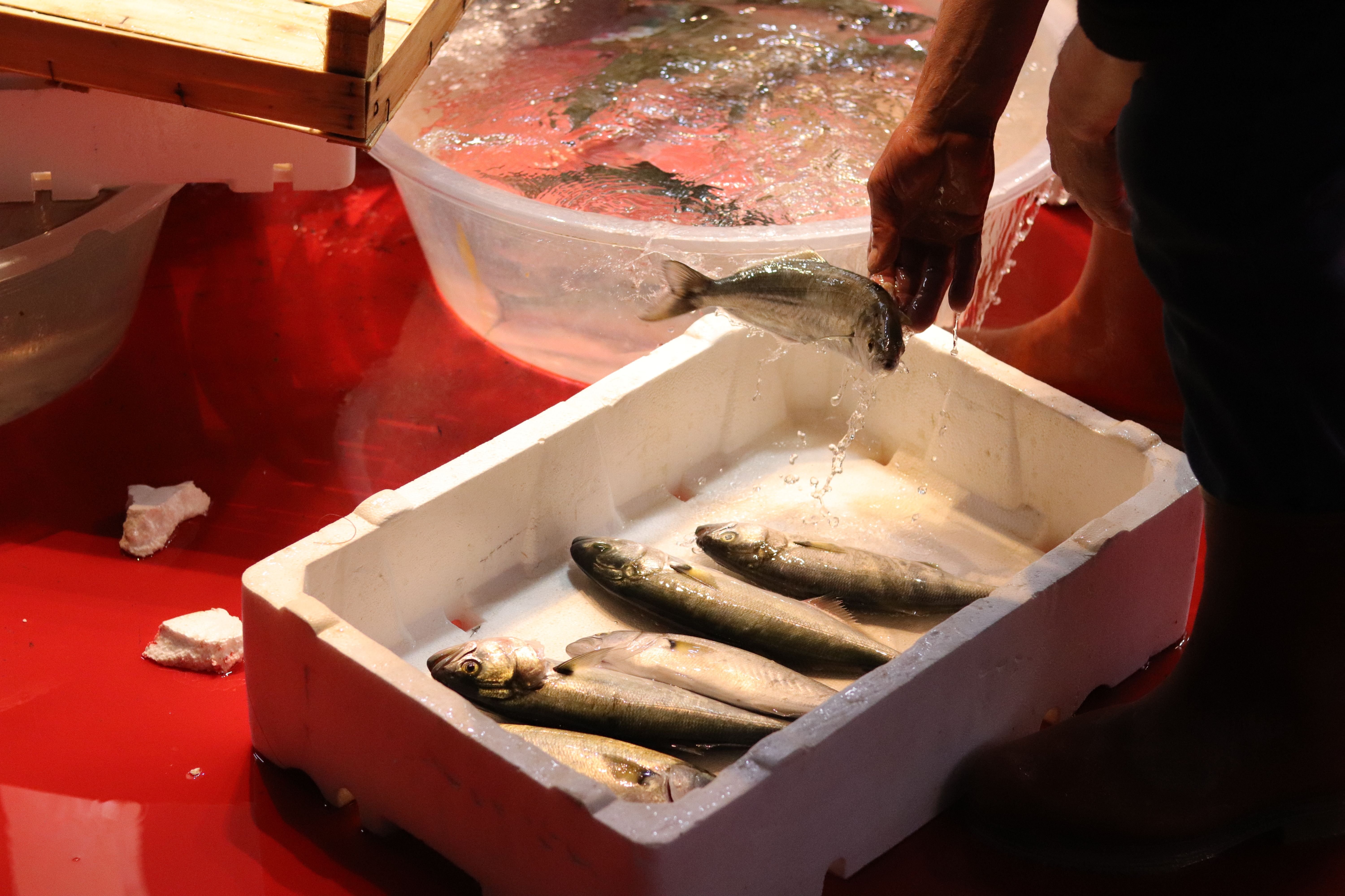 Frische Fische in einer Kühlbox, hintere Hände einer Person beim Ausnehmen am Markt. proteinreiche ernährung im alltag