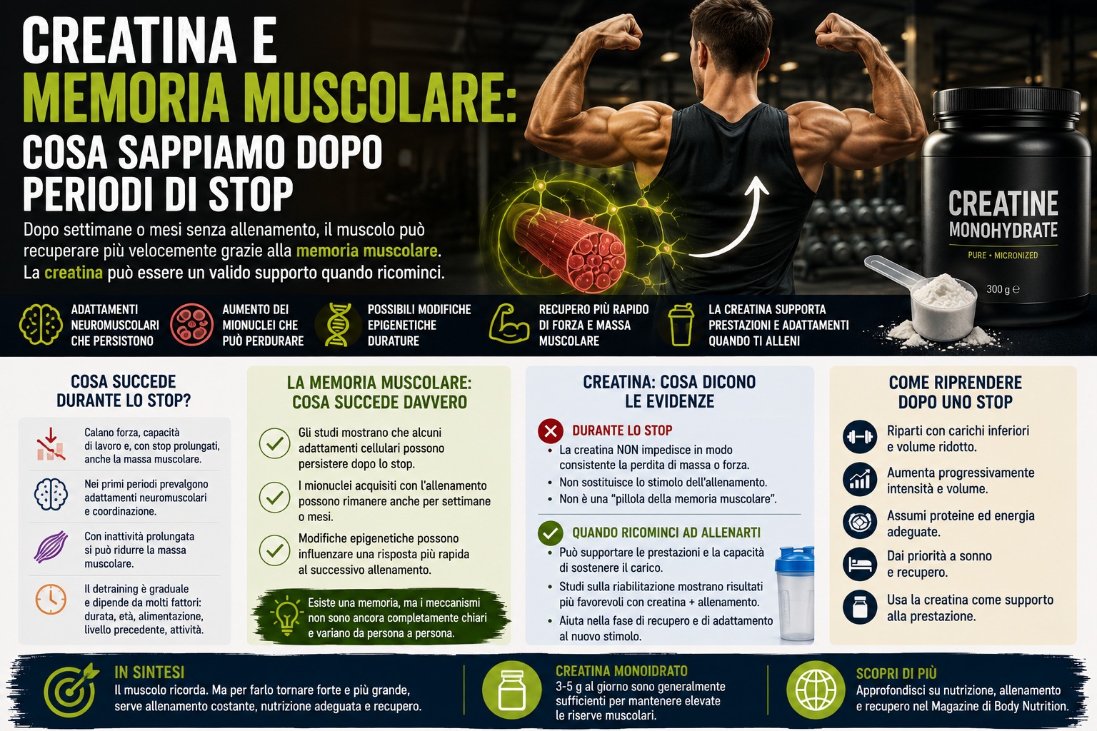 Creatina e memoria muscolare: cosa sappiamo dopo periodi di stop