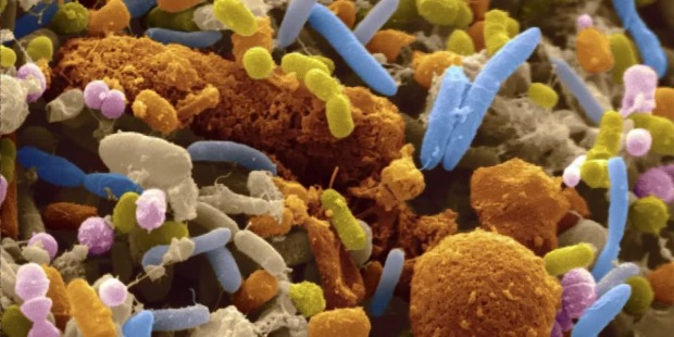 Cibi e integratori amici del sistema immunitario