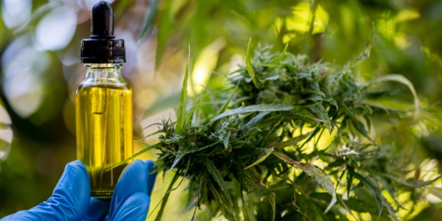L’olio di Cannabis e i benefici per la salute